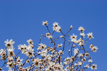 Magnolia Flowers in a Blue Sky