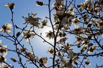Magnolia Flowers under the Sun