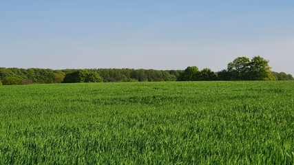 Obraz premium green field and blue sky in germany