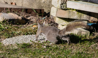 Squirrel Walking Towards a Bush