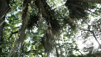 Sunlight flashes while gazing up through overgrown vine draped jungle canopy Honolua Bay Access, Maui - Powered by Adobe
