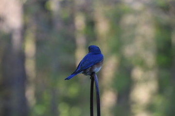 Blue Bird Sitting on Perch