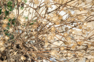 Tiny sharp wild flowers, natural background, dried grass on the beach, summertime season