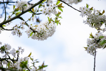 wild cherry tree branch flowering white flowers and leaves  blooming orchard fruit growing ecology background 