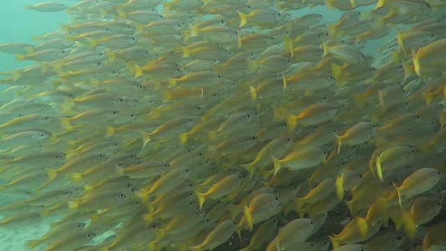 Cloud of yellow snapper don't afraid divers 