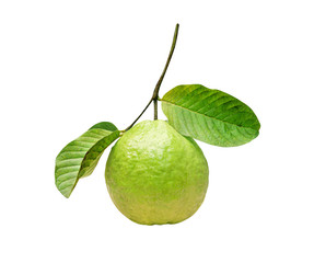 Guava with stem and green leaf isolated on white background , clipping path