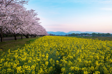 桜と菜の花　西都原古墳群　早朝