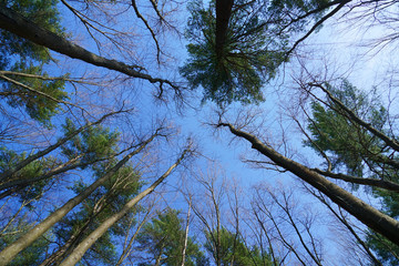  low angle view of the pine tree forest
