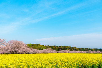 満開の桜と菜の花　西都原古墳群
