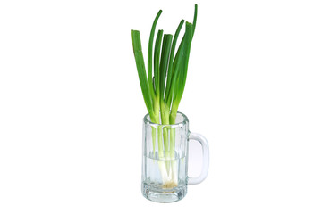 growing green onion in the mug