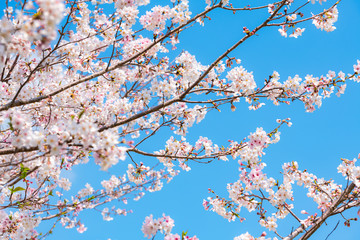 桜の花　クローズアップ