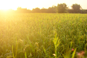 Green fields and golden ears of rice