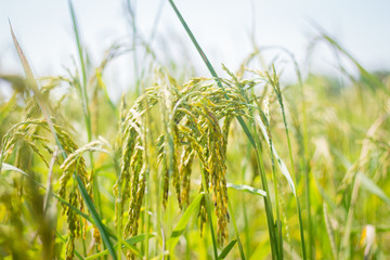 Naklejka premium Green fields and golden ears of rice