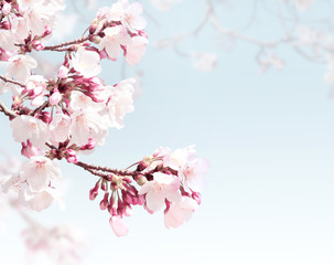 Fototapeta na wymiar Square spring background with sakura flowers
