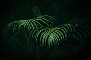 Bright green palm leaves with dark green forest background 