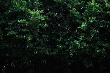 Fototapeta premium Green Korean Banyan tree leaves wall garden background