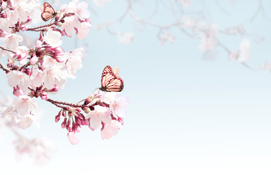 Horizontal spring background with sakura flowers © frenta
