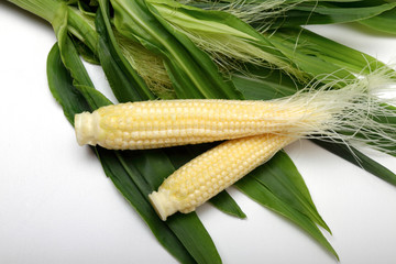 ヤングコーン、白い背景
