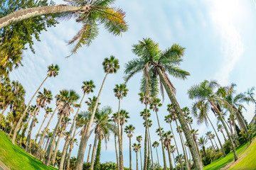 ヤシ　青島海岸