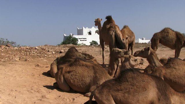 Camels in the desert of Oman 