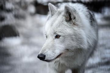 Arctic Wolf Canis lupus arctos aka Polar Wolf or White Wolf - Close-up portrait of this beautiful predator