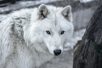Arctic Wolf Canis lupus arctos aka Polar Wolf or White Wolf - Close-up portrait of this beautiful predator