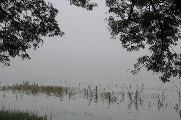 morning in the forest