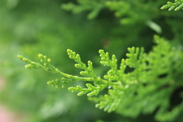 green fern leaves