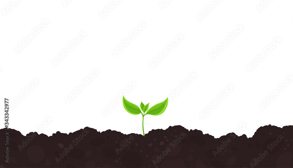 Wall mural one young plant shoot. seedling germination. sprout on the soil. plants growing in the ground. agric