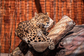 Leopard In a dominant pose basking in the sun without a care in the world.