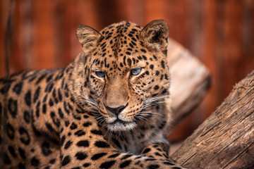 Fototapeta na wymiar Leopard In a dominant pose basking in the sun without a care in the world.