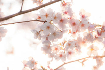 満開の桜　朝日　クローズアップ