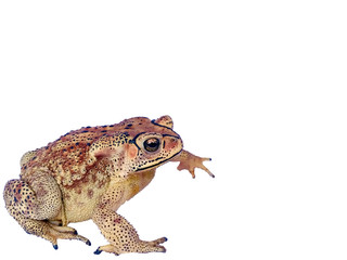 INDIAN TOAD WHITE BACKGROUND, ISOLATED.