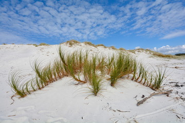 Vegetation on a sand dune at Rarawa Beach, New Zealand