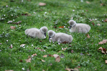  Cygnets (Baby Swans)