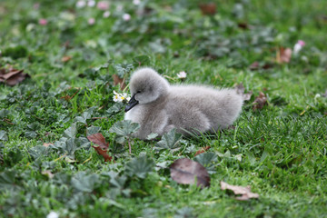 Cygnets (Baby Swans)