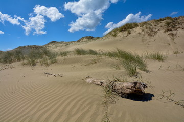 Sand dunes at 90 Mile Beach, New Zealand