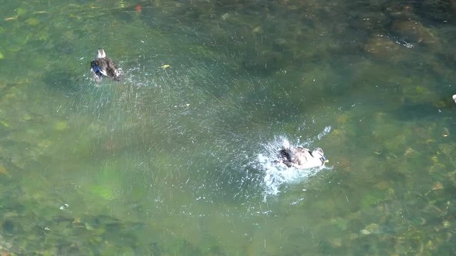 Duck are wahing themselves in the river making rainbow while doing that. Sunny day.