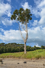 Eucalyptus tree in solitude, New Zealand