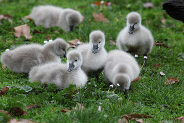  Cygnets (Baby Swans)