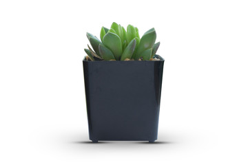 Cactus on white background clipping path