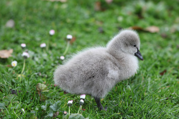  Cygnets (Baby Swans)