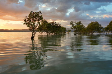 Sunset in the mangrove forest, New Zealand