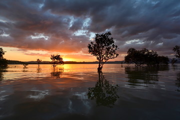 Sunset in the mangrove forest, New Zealand