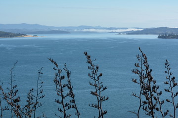 View of the bay through the old flowers of Phormium tenax, New Zealand