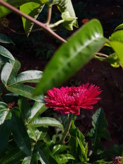 Obraz premium Wild flower!