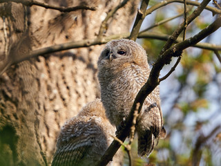 Tawny owl (Strix aluco) juvenile