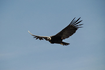 Condor flying in Colca Canyon, Peru
