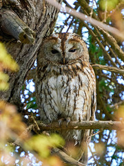 Tawny owl (Strix aluco)