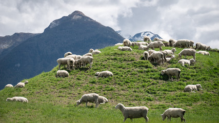 Fototapeta premium Herd of sheep grazing on the green meadows with mountains in backdrop, shot in Glenorchy, New Zealand